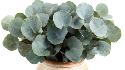 a potted plant with leaves

