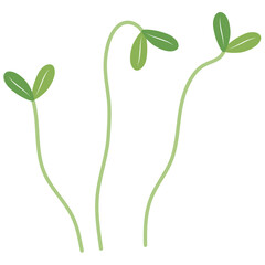 Microgreen Plants