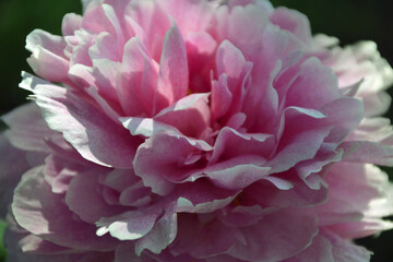 The Fawn peony, pink, macro, close-up
