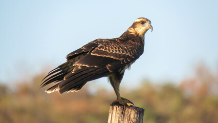 red tailed hawk in flight