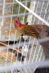 close-up of a chicken in a cage © diah