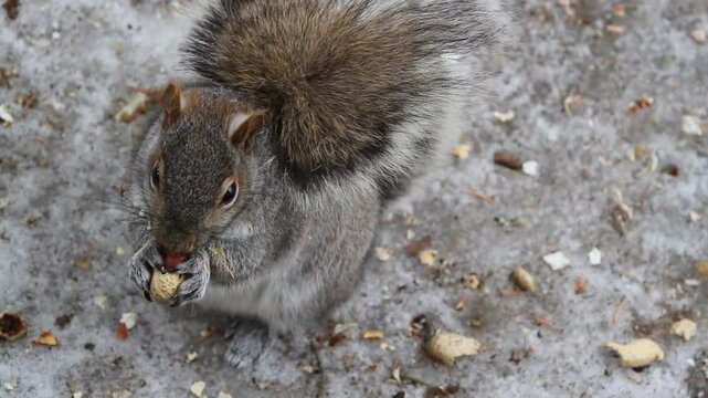 Grey squirrel eating a nut with front paws