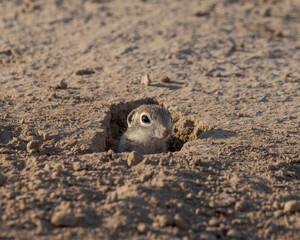 spotted ground squirrel