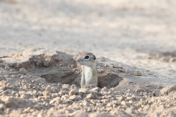 spotted ground squirrel