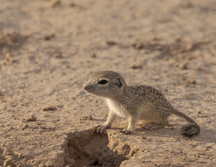 spotted ground squirrel