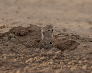 spotted ground squirrel