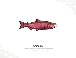 Chinook Salmon vector art for wall decoration