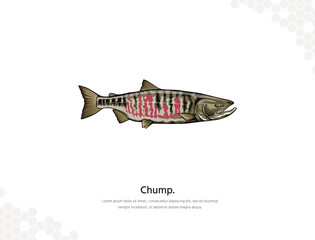 Chump Salmon vector art for wall decoration