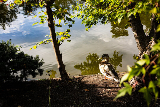      A duck resting near the pond