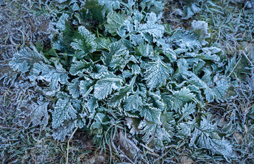 Frost on leaves in the morning. Freezing temperatures and frost in the winter freeze the leaves on...