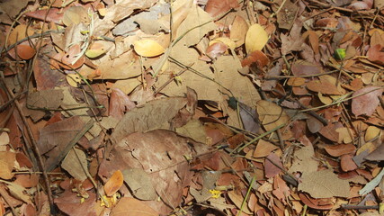 autumn leaves background