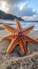 Starfish on a beach, partially buried in the sand with its vibrant colors contrasting against the shoreline.