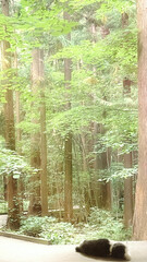 神秘的な遊歩道と松の木