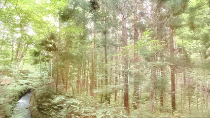 神秘的な遊歩道と松の木