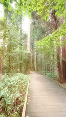 神秘的な遊歩道と松の木