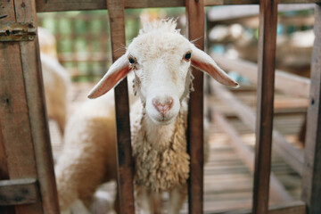 A sheep is standing behind a wooden fence in a pen with other sheep in the background