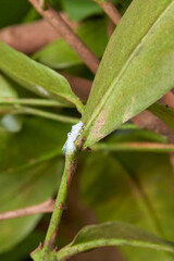 white moth bug on tree leaves garden background, powdery sap sucking tiny white color insect infects plants, common house plant pests in soft focus