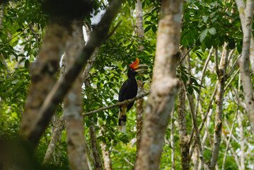 Rhinoceros Hornbill