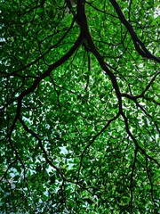 garden background, colorful flowers, beautiful flower garden view