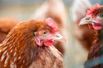 Two chickens are looking closely at each other