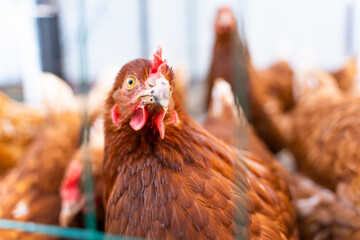 Many young laying hens of brown color on the pasture, home farm