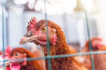 A young lohmann brown laying hen looks at the camera close-up through the fence