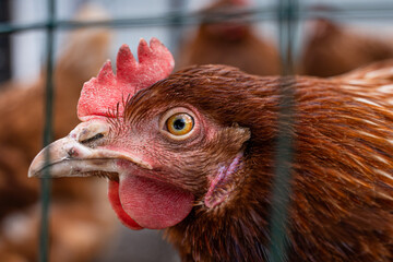 Lohmann brown chicken head close-up on a blurred background. A young chicken looks directly into the camera