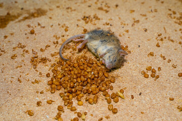 Close-up of a dead mouse lying next to poisoned grain