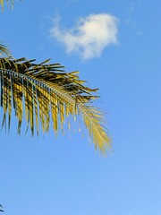green coconut leaves under the blue sky