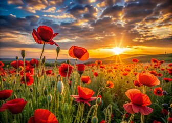Obraz premium Vibrant red poppy flowers sway gently in a breathtaking landscape at sunset, as the warm golden light of the low-horizon sun casts a serene atmosphere.