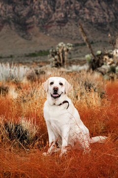 Labrador dog sitting in desert and looking at camera in autumn time