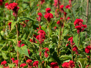 明日香村に咲くトサカケイトウ