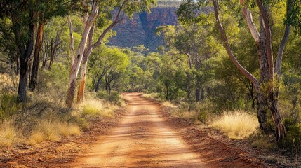Fototapeta premium A bush track of sandy soil meanders through the outback forest, framed by tall trees and rugged wilderness