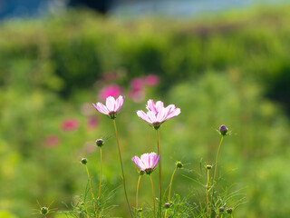 明日香村に咲く秋桜の花