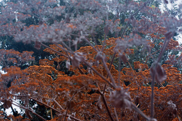Arboretum Fall 2024 Collection