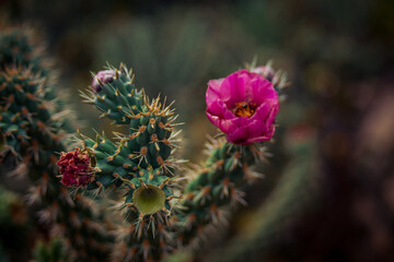 Arboretum Fall 2024 Collection