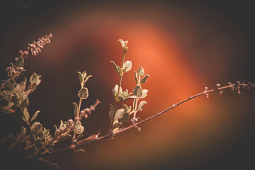 Arboretum Fall 2024 Collection