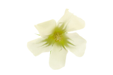 a flower of white cotton plant isolated on a white background