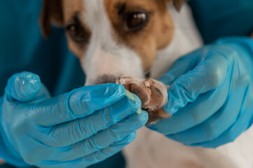 A veterinarian applies wax to the paws of a Jack Russell Terrier dog.