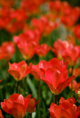 色鮮やかで綺麗なチューリップの花