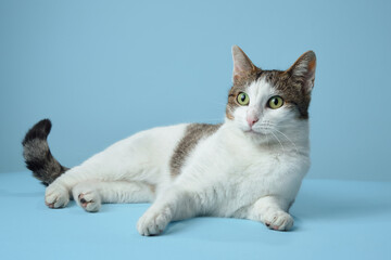 An alert white and tabby cat reclines on a blue backdrop, its gaze fixed to the side. Its...
