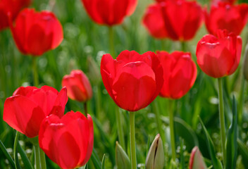 Fototapeta premium 色鮮やかで綺麗なチューリップの花