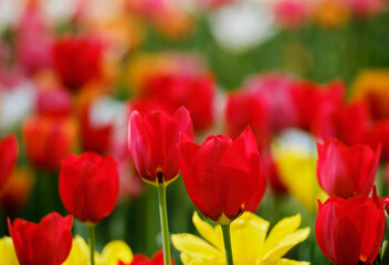 色鮮やかで綺麗なチューリップの花