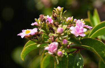 Arboretum Fall 2024 Collection