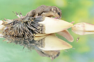 An adult sugar glider eating a banana flower that fell to the ground. This mammal has the scientific name Petaurus breviceps.