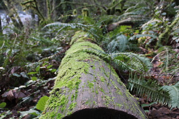 A moss covered log with forest foliage in the background