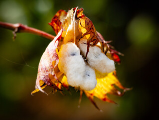 Arboretum Fall 2024 Collection