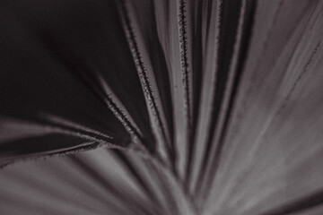 Arboretum Fall 2024 Collection