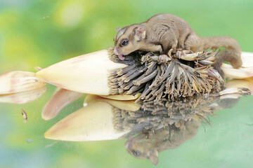 An adult sugar glider eating a banana flower that fell to the ground. This mammal has the scientific name Petaurus breviceps.