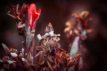 Arboretum Fall 2024 Collection